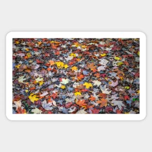 Colourful autumn leaves Sticker